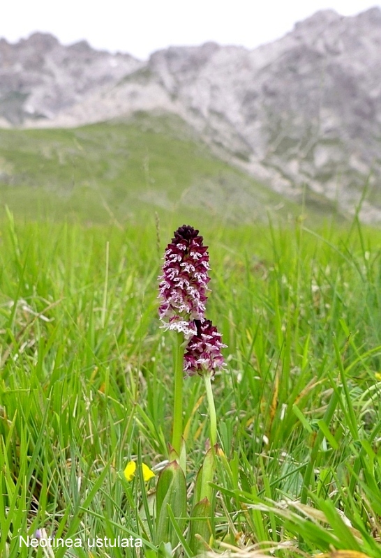 Campo Imperatore, laltopiano e le orchidee  19 giugno 2021.